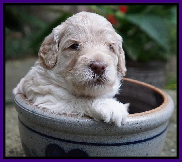 Ivory Dansby pups 3 wks old 111