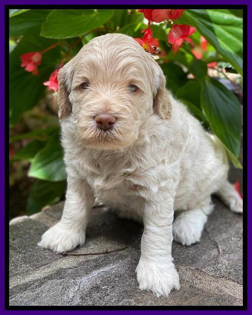 Ivory Dansby pups 4 wks old 151