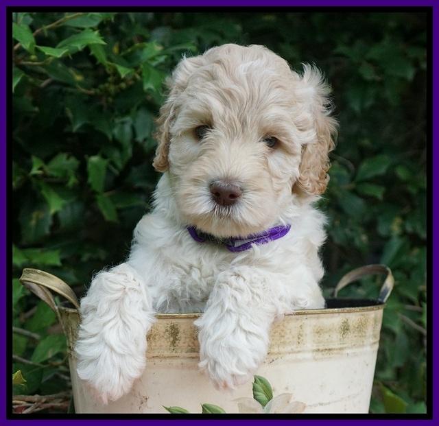 Ivory Dansby pups 6 wks old 101