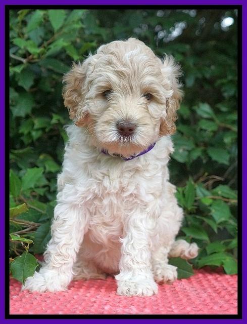 Ivory Dansby pups 6 wks old 111