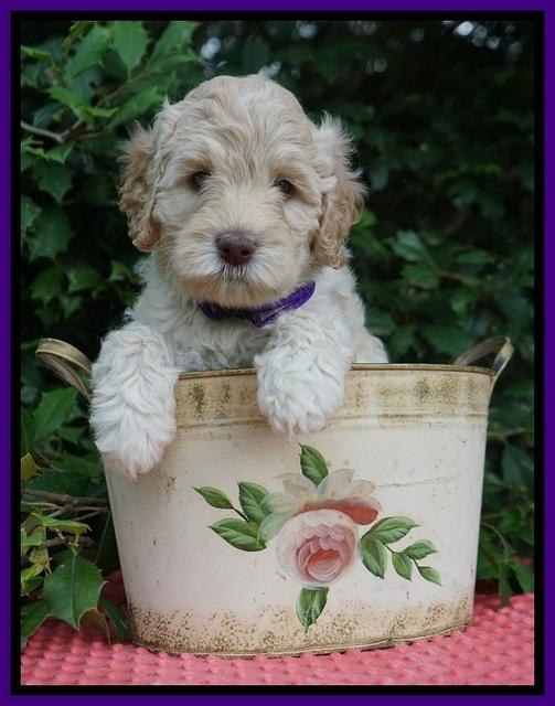 Ivory Dansby pups 6 wks old 81