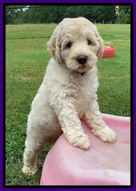 Ivory Dansby pups 7 wks old 111