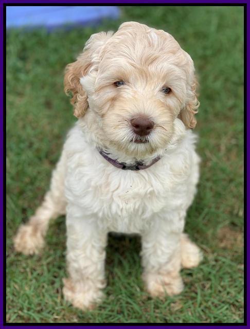 Ivory Dansby pups 7 wks old 121