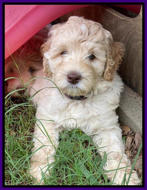 Ivory Dansby pups 7 wks old 151