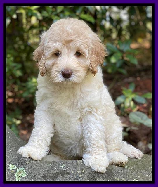 Ivory Dansby pups 8 wks old 81