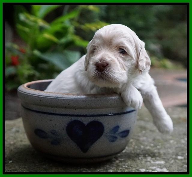 Ivory Dansby pups 3 wks old 151