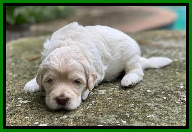 Ivory Dansby pups 3 wks old 161