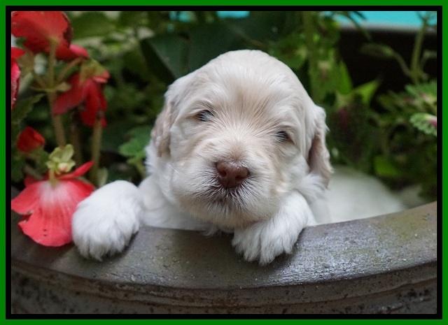 Ivory Dansby pups 3 wks old 171