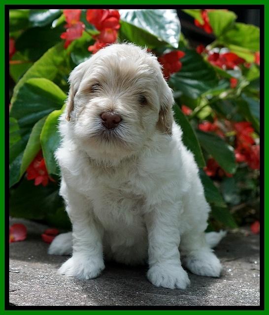 Ivory Dansby pups 4 wks old 181