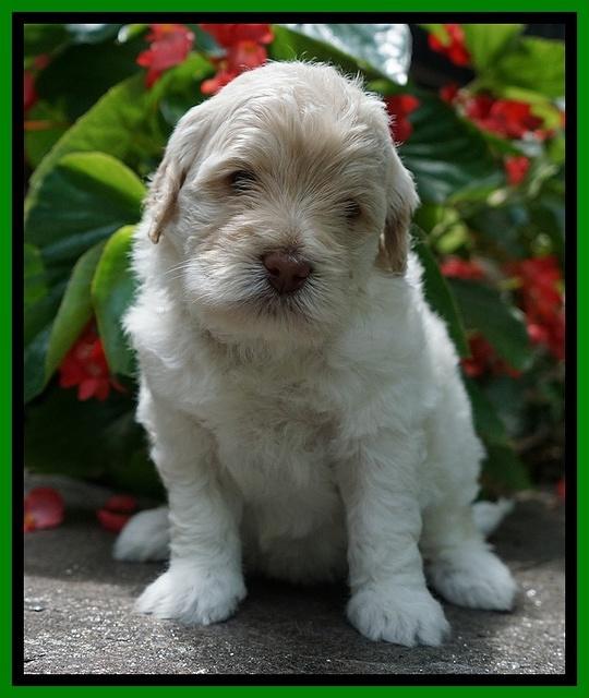 Ivory Dansby pups 4 wks old 191