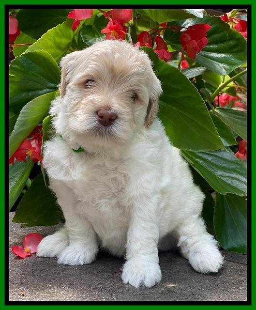 Ivory Dansby pups 4 wks old 211