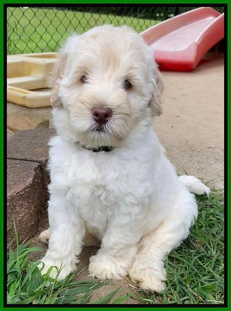 Ivory Dansby pups 7 wks old 201