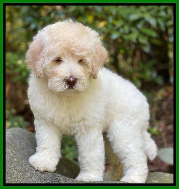 Ivory Dansby pups 8 wks old 31