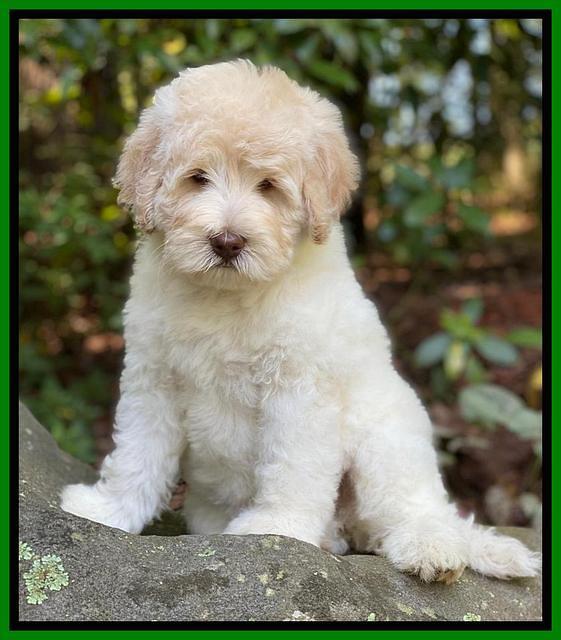 Ivory Dansby pups 8 wks old 41