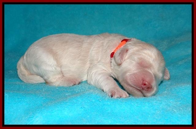 Ivory Dansby pups 1 wk old 141