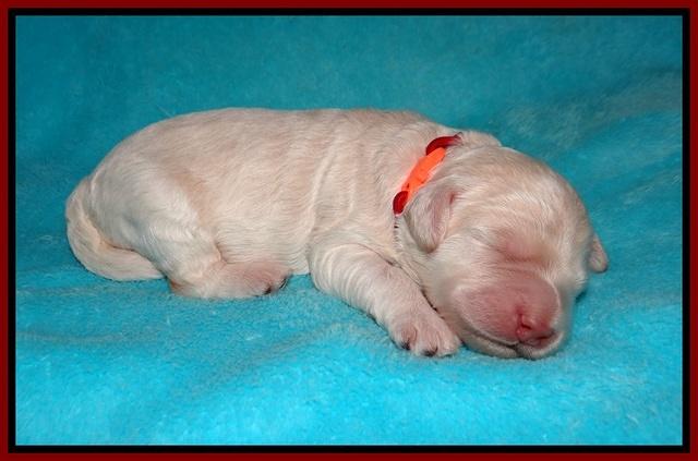 Ivory Dansby pups 1 wk old 151