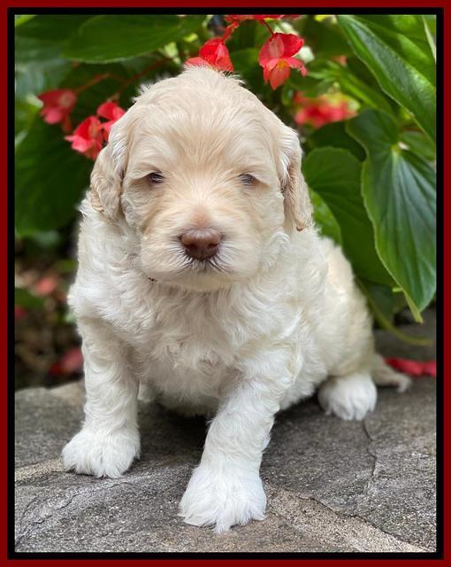 Ivory Dansby pups 4 wks old 271