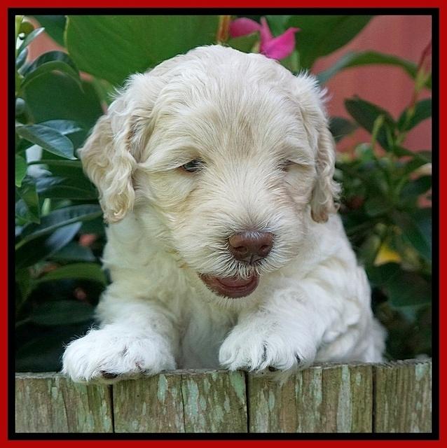 Ivory Dansby pups 5 wks old 231
