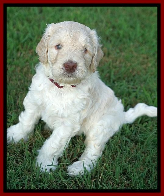 Ivory Dansby pups 5 wks old 241