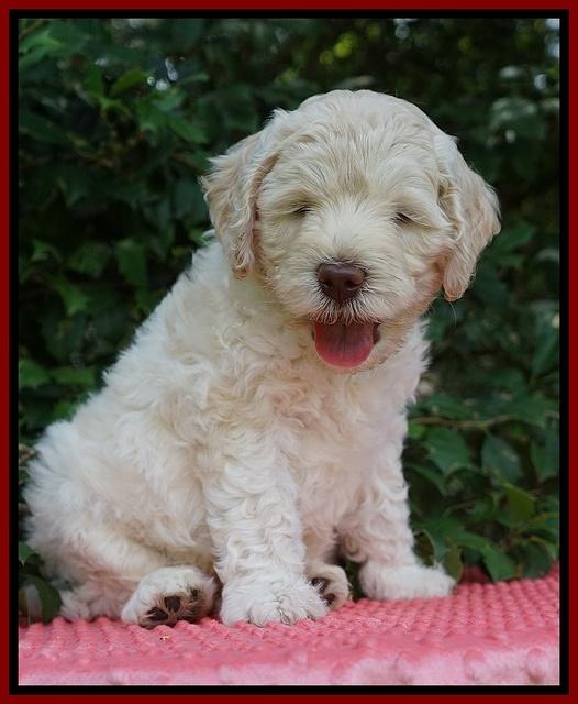 Ivory Dansby pups 6 wks old 171