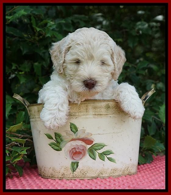 Ivory Dansby pups 6 wks old 181