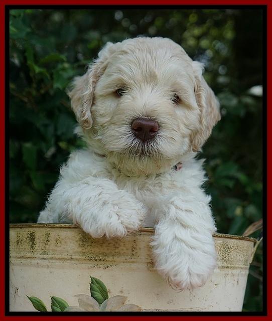 Ivory Dansby pups 6 wks old 201