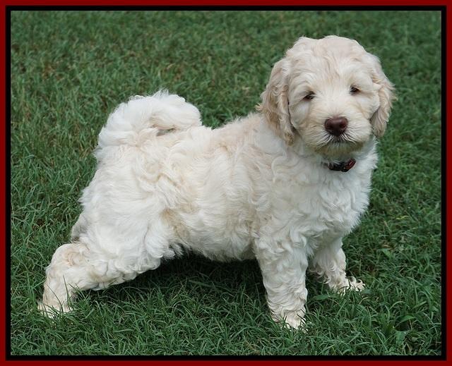 Ivory Dansby pups 7 wks old 221