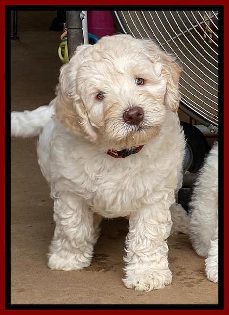 Ivory Dansby pups 7 wks old 231