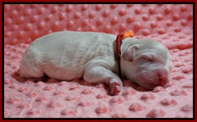 ivory Tucker newborn pictures 101