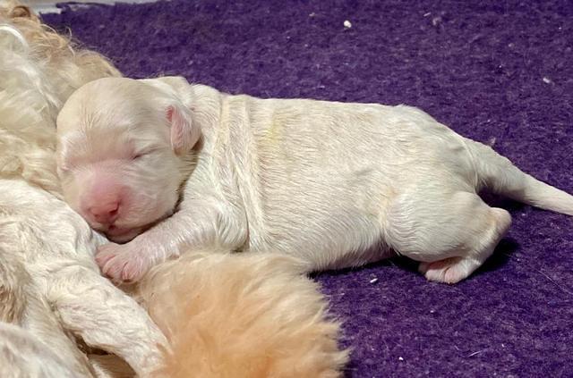 Ivory Dansby pups 1 wk old 21