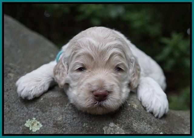 Ivory Dansby pups 2 wk old 171