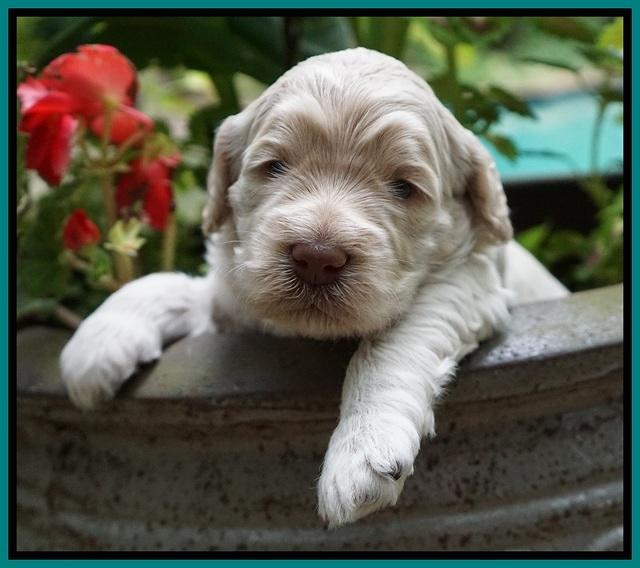 Ivory Dansby pups 3 wks old 251