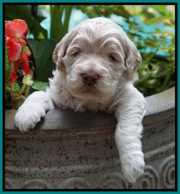 Ivory Dansby pups 3 wks old 261