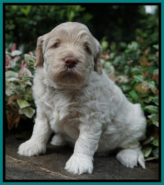 Ivory Dansby pups 4 wks old 301