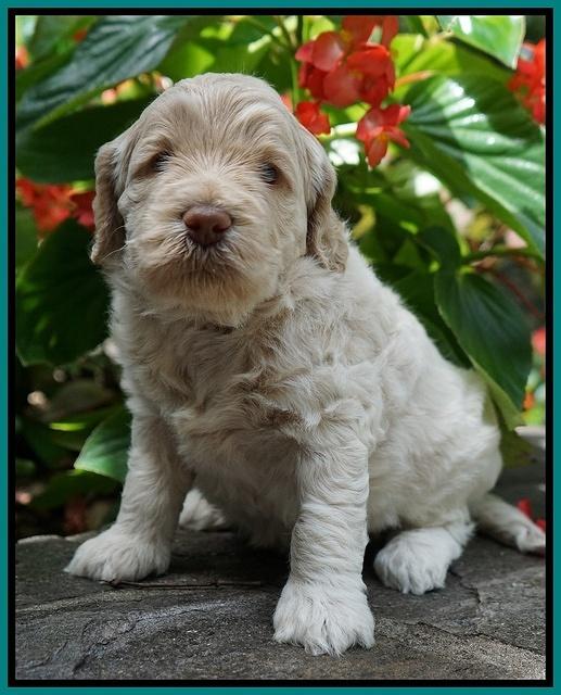 Ivory Dansby pups 4 wks old 311