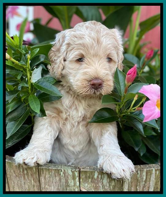 Ivory Dansby pups 5 wks old 301