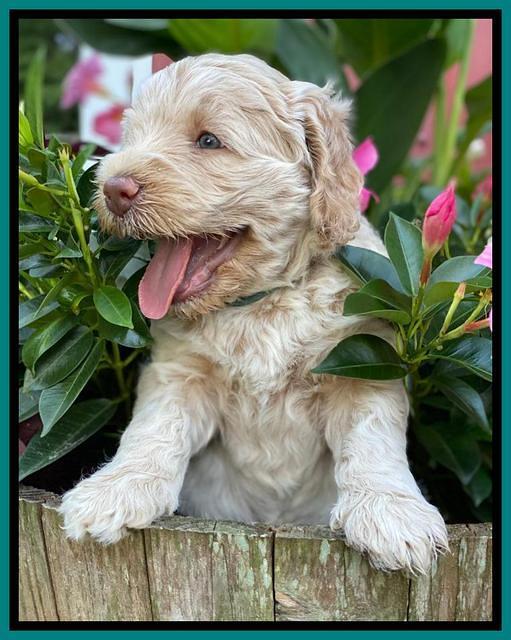 Ivory Dansby pups 5 wks old 311