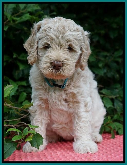 Ivory Dansby pups 6 wks old 211