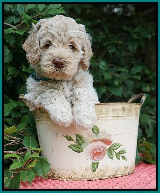 Ivory Dansby pups 6 wks old 241