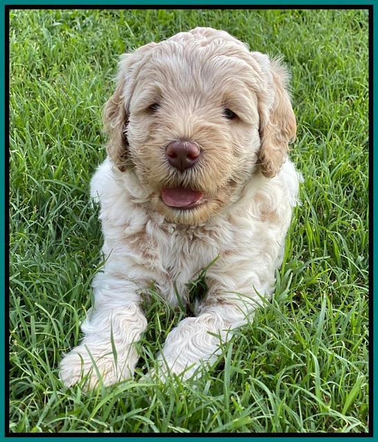 Ivory Dansby pups 6 wks old 261