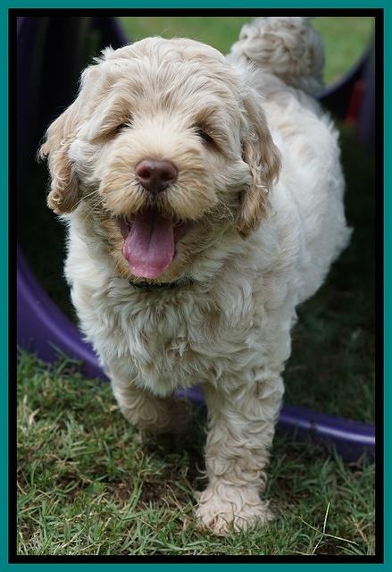 Ivory Dansby pups 7 wks old 281