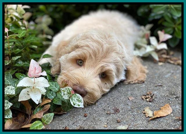 Ivory Dansby pups 8 wks old 141
