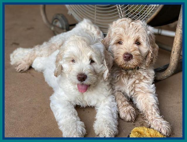 Ivory Dansby pups 8 wks old 191