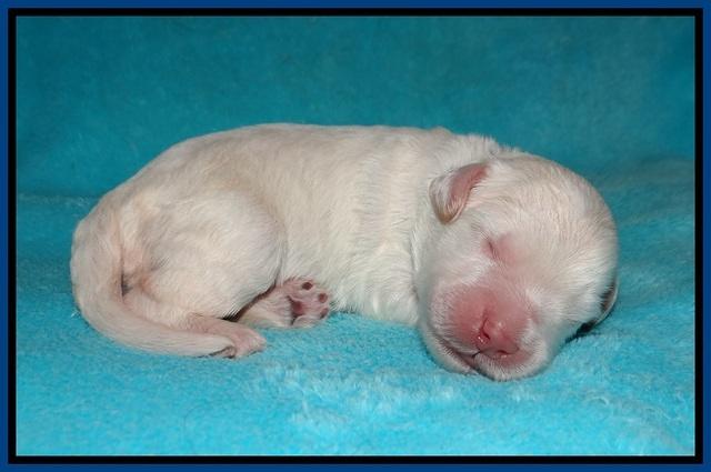 Ivory Dansby pups 1 wk old 71