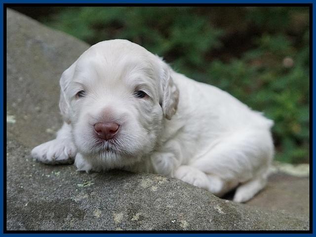 Ivory Dansby pups 2 wk old 21
