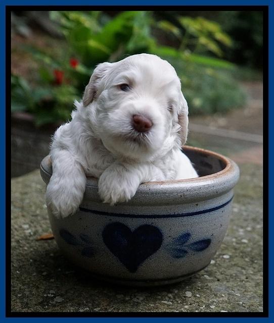 Ivory Dansby pups 3 wks old 11