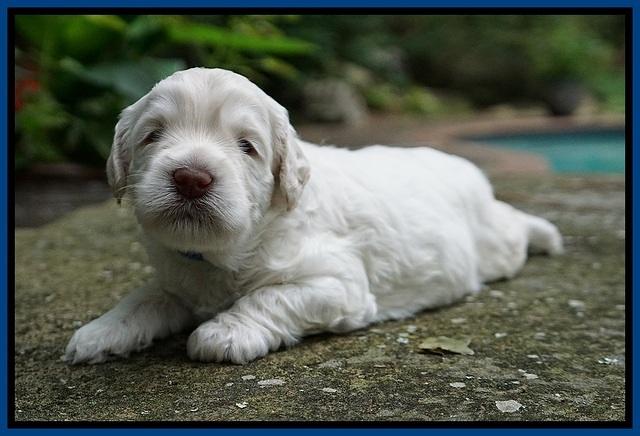 Ivory Dansby pups 3 wks old 31