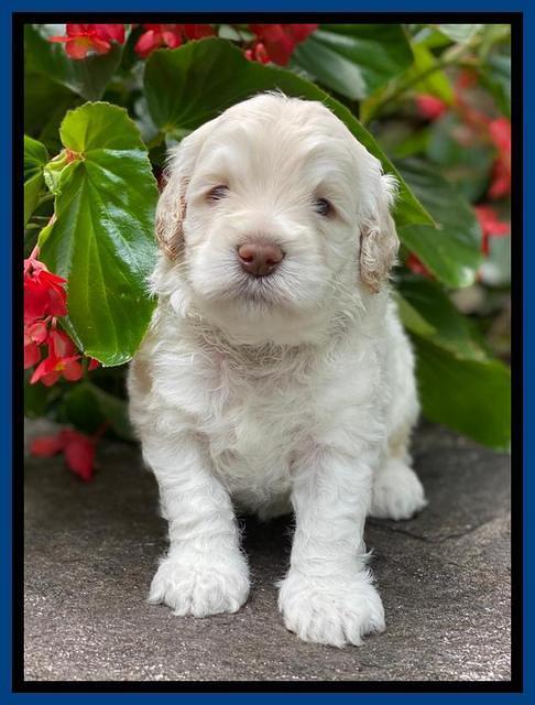 Ivory Dansby pups 4 wks old 21