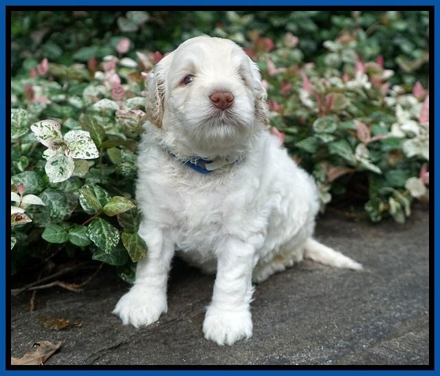Ivory Dansby pups 4 wks old 31