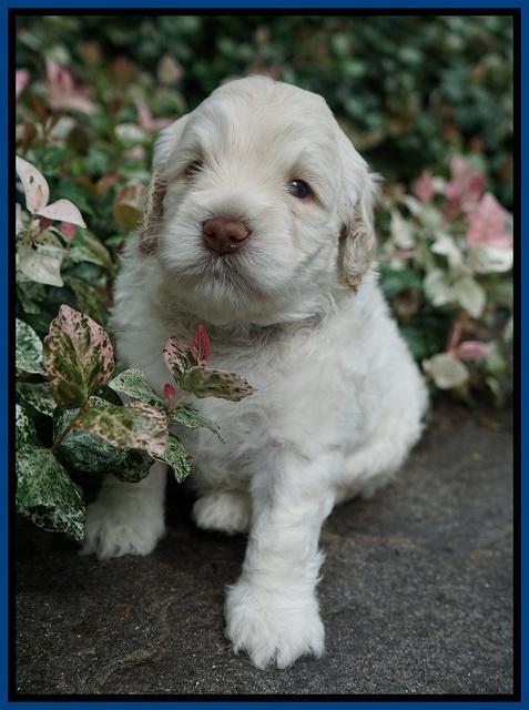 Ivory Dansby pups 4 wks old 51
